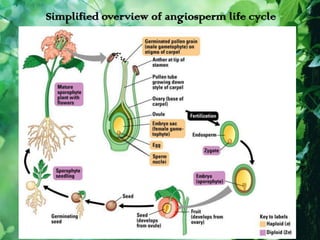 Simplified overview of angiosperm life cycle
 