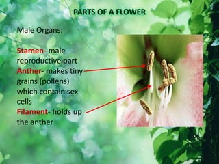 Male Organs:
Stamen- male
reproductive part
Anther- makes tiny
grains (pollens)
which contain sex
cells
Filament- holds up
the anther
 