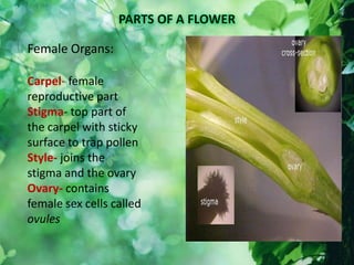 Female Organs:
Carpel- female
reproductive part
Stigma- top part of
the carpel with sticky
surface to trap pollen
Style- joins the
stigma and the ovary
Ovary- contains
female sex cells called
ovules
 