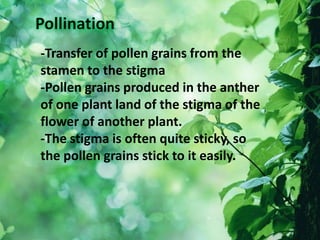 -Transfer of pollen grains from the
stamen to the stigma
-Pollen grains produced in the anther
of one plant land of the stigma of the
flower of another plant.
-The stigma is often quite sticky, so
the pollen grains stick to it easily.
 