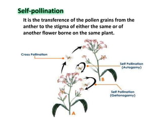 It is the transference of the pollen grains from the
anther to the stigma of either the same or of
another flower borne on the same plant.
 