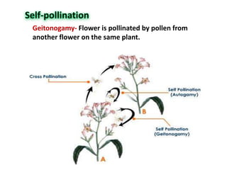 Geitonogamy- Flower is pollinated by pollen from
another flower on the same plant.
 