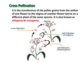 It is the transference of the pollen grains from the anther
of one flower to the stigma of another flower borne on a
different plant of the same species. It is also known as
allogamy or xenogamy.
 