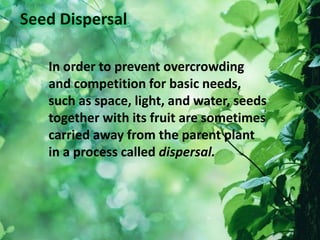 In order to prevent overcrowding
and competition for basic needs,
such as space, light, and water, seeds
together with its fruit are sometimes
carried away from the parent plant
in a process called dispersal.
 
