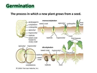 The process in which a new plant grows from a seed.
 