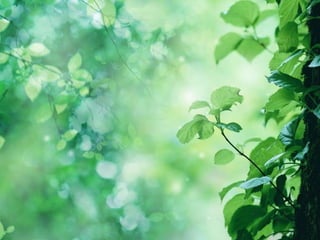 Plant reproduction final