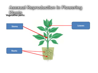 Vegetative parts:
Stems
Roots
Leaves
 