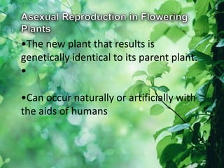 •The new plant that results is
genetically identical to its parent plant.
•
•Can occur naturally or artificially with
the aids of humans
 