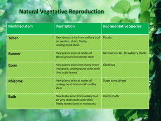 ◘ Reproduction in plants from its vegetative
parts or specialized reproductive structures
Modified stem Description Representative Species
Tuber New shoots arise from axillary bud
on swollen, short, fleshy,
underground stem
Potato
Runner New plants arise at nodes of
above-ground horizontal stem
Bermuda Grass, Strawberry plants
Corm New plants arise from every short
thickened, underground stem with
thin, scaly leaves
Gladiolus
Rhizome New plants arise at nodes of
underground horizontal rootlike
stem
Sugar cane, ginger
Bulb New bulbs arise from axillary bud
on very short stem with thick
fleshy leaves (only in monocots)
Onion, Garlic
 