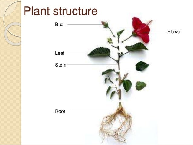 stem leaf and plot zero Rose To Refrence How Diagram And Images Guide Flower stem leaf and plot zero Rose To Refrence How Diagram And Images Guide Flower