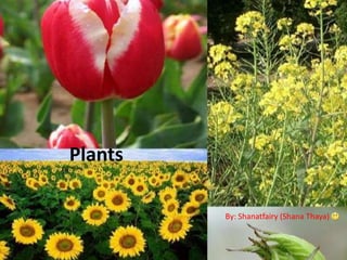 Plants

         By: Shanatfairy (Shana Thaya)


                                    1
 