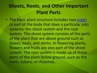 All About Plants | PPTX