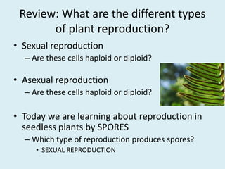 Review: What are the different types of plant reproduction?Sexual reproductionAre these cells haploid or diploid?Asexual reproductionAre these cells haploid or diploid?Today we are learning about reproduction in seedless plants by SPORESWhich type of reproduction produces spores?SEXUAL REPRODUCTION