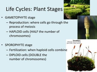 Life Cycles: Plant StagesGAMETOPHYTE stage	Reproduction: where cells go through the process of meiosisHAPLOID cells (HALF the number of chromosomes)SPOROPHYTE stageFertilization: when haploid cells combineDIPLOID cells (DOUBLE the number of chromosomes)