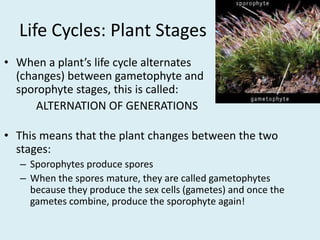 Life Cycles: Plant StagesWhen a plant’s life cycle alternates (changes) between gametophyte and sporophyte stages, this is called: 	ALTERNATION OF GENERATIONSThis means that the plant changes between the two stages:Sporophytes produce sporesWhen the spores mature, they are called gametophytes because they produce the sex cells (gametes) and once the gametes combine, produce the sporophyte again!