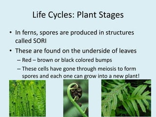 Life Cycles: Plant StagesIn ferns, spores are produced in structures called SORIThese are found on the underside of leavesRed – brown or black colored bumps These cells have gone through meiosis to form spores and each one can grow into a new plant!