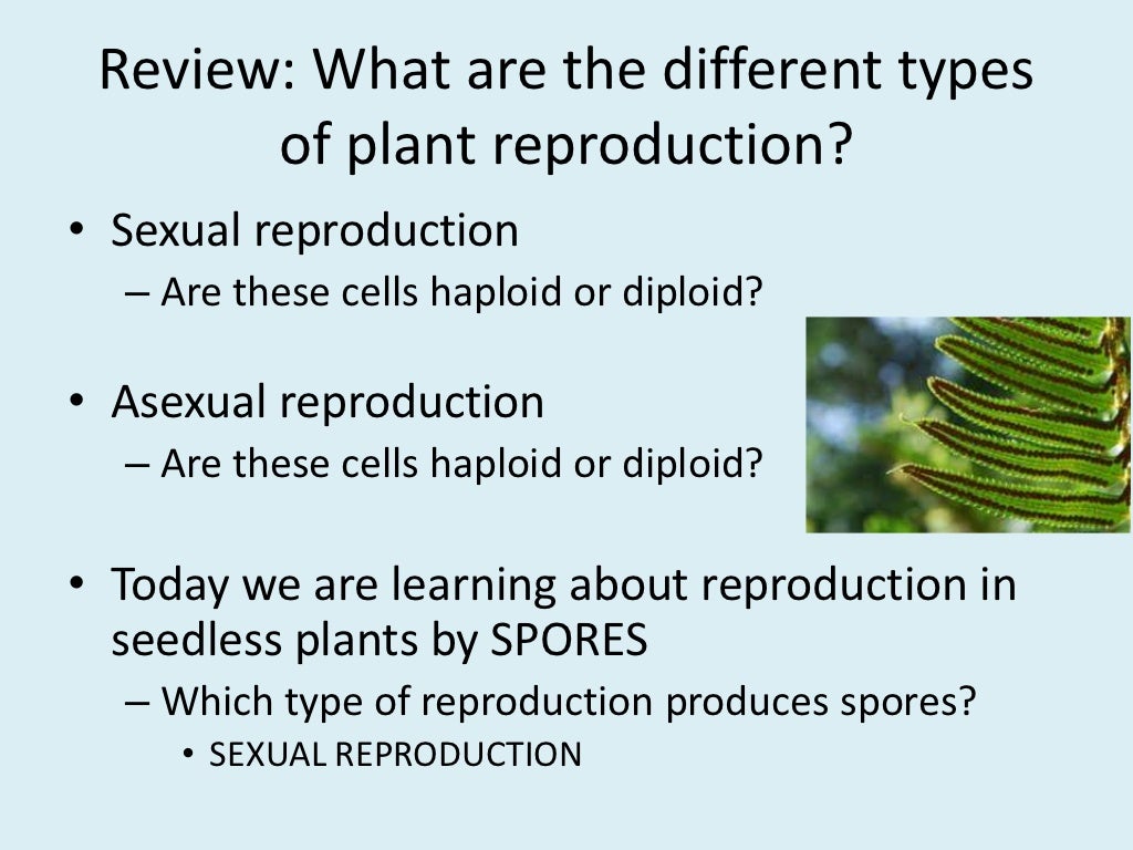 Plant reproduction seedless plants
