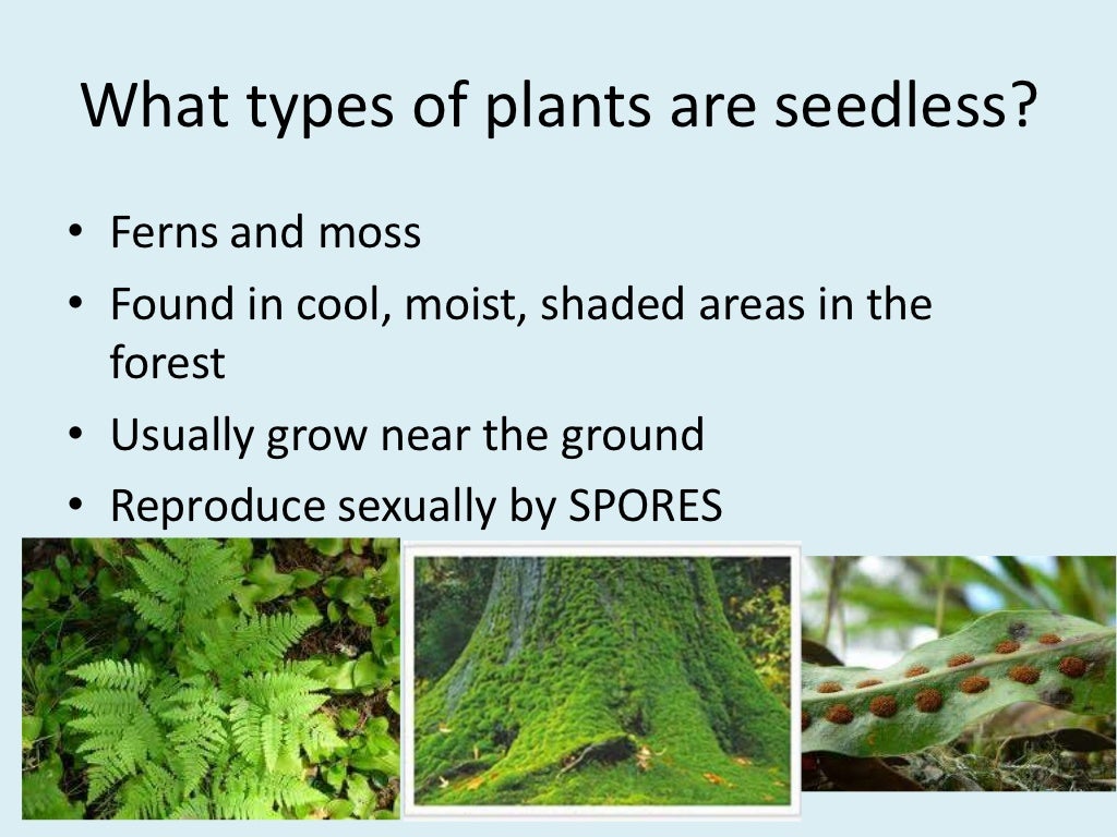 Plant reproduction seedless plants