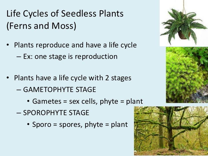 How do seedless plants reproduce Idea