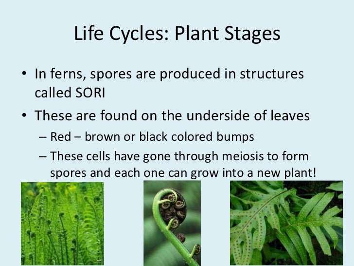 Plant reproduction seedless plants