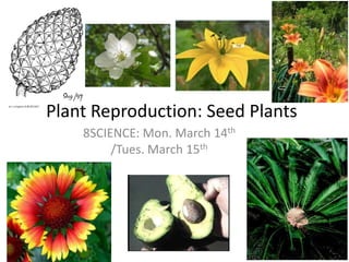 Plant Reproduction: Seed Plants 8SCIENCE: Mon. March 14th/Tues. March 15th 