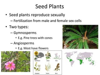 Plant Reproduction Seed Plants