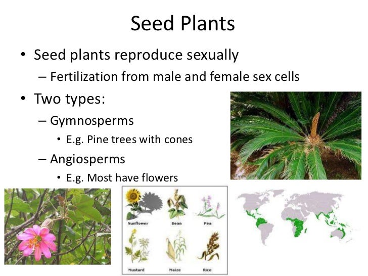 Plant Reproduction Seed Plants Plant Reproduction Seed Plants