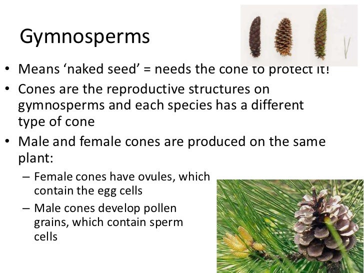 Plant reproduction seed plants