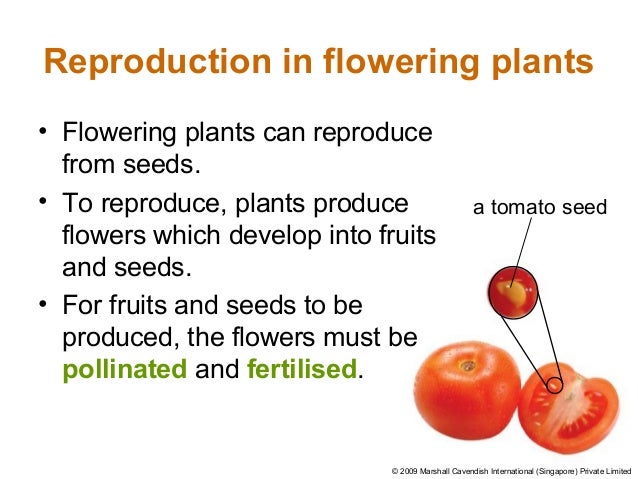 How Do Non Flowering Plants Reproduce How Do Non Flowering Plants Reproduce