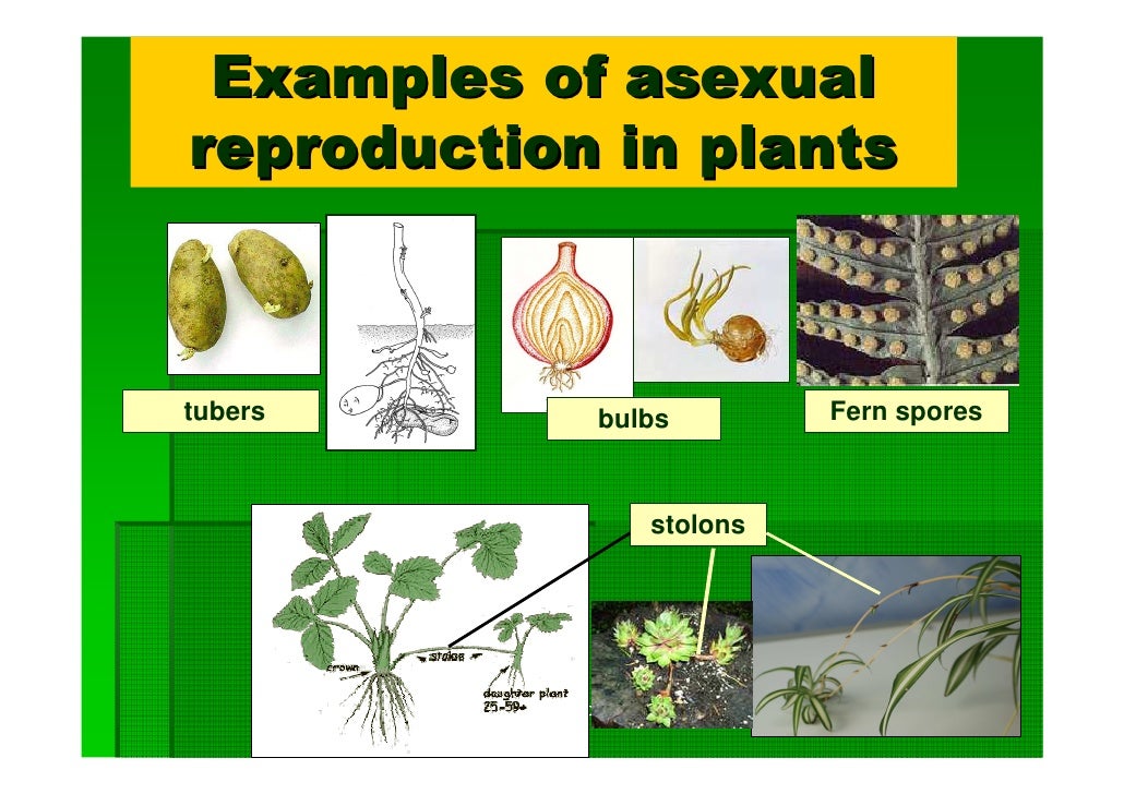 Plant reproduction y10