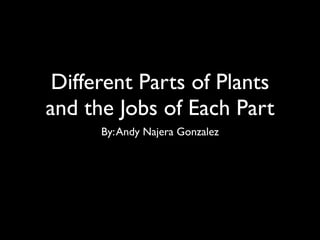Different Parts of Plants
and the Jobs of Each Part
      By: Andy Najera Gonzalez
 
