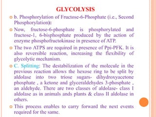 GLYCOLYSIS
 b. Phosphorylation of Fructose-6-Phosphate (i.e., Second
Phosphorylation):
 Now, fructose-6-phosphate is phosphorylated and
fructose-1, 6-bisphosphate produced by the action of
enzyme phosphofructokinase in presence of ATP.
 The two ATPS are required in presence of Ppi-PFK. It is
also reversible reaction, increasing the flexibility of
glycolytic mechanism.
 C. Splitting: The destabilization of the molecule in the
previous reaction allows the hexose ring to be split by
aldolase into two triose sugars- dihydroxyacetone
phosphate , a ketone and glyceraldehydes 3-phosphate ,
an aldehyde. There are two classes of aldolase- class I
aldolase as in animals ands plants & class II aldolase in
others.
 This process enables to carry forward the next events
required for the same.
 