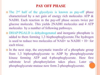 PAY OFF PHASE
 The 2nd half of the glycolysis is known as pay-off phase
characterized by a net gain of energy rich molecules ATP &
NADH. Each reaction in the pay-off phase occurs twice per
glucose molecule. This yields 2NADH molecules and 4 ATP
molecules by a number of following pathways.
 DHAP/PGALD is dehydrogenated and inorganic phosphate is
added to them forming 1,3 bisphosphoglycerate.The hydrogen
is used to reduce two molecules of NAD+ to NADH + H+ for
each triose.
 In the next step, the enzymatic transfer of a phosphate group
from 1,3 biphosphoglycerate to ADP by phosphoglycerate
kinase forming ATP and 4-phosphoglycerate. Here first
substrate level phosphorylation takes place. Later on,
phosphoglycerate mutase now form 2-phosphoglycerate.
 