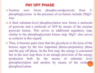 PAY OFF PHASE
 Enolose next forms phospho-enolpyruvate from 2-
phosphoglycerate in the presence of co-factors include 2Mg2+
ions
 A final substrate-level phosphorylation now forms a molecule
of pyruvate and a molecule of ATP by means of the enzyme
pyruvate kinase. This serves as additional regulatory step,
similar to the phosphoglycerate kinase step. Mg2+ also serves
as cofactor in this regard.
 Thus, it become quite clear that the glycolysis is the lyses of the
hexose sugar by the two important phases-preparatory phase
and the pay off phase. In the first step, the energy is consumed
but in the next step there is an enough provision of the energy
production both by the means of substrate level
phoisphorylation and another by means of the oxidative
phosphoryl;ation.
 