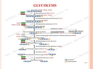 GLYCOLYSIS
 