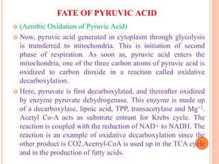 FATE OF PYRUVIC ACID
 (Aerobic Oxidation of Pyruvic Acid)
 Now, pyruvic acid generated in cytoplasm through glycolysis
is transferred to mitochondria. This is initiation of second
phase of respiration. As soon as, pyruvic acid enters the
mitochondria, one of the three carbon atoms of pyruvic acid is
oxidized to carbon dioxide in a reaction called oxidative
decarboxylation.
 Here, pyruvate is first decarboxylated, and thereafter oxidized
by enzyme pyruvate dehydrogenase. This enzyme is made up
of a decarboxylase, lipoic acid, TPP, transacetylase and Mg+2.
Acetyl Co-A acts as substrate entrant for Krebs cycle. The
reaction is coupled with the reduction of NAD+ to NADH. The
reaction is an example of oxidative decarboxylation since the
other product is CO2.Acetryl-CoA is used up in the TCA cycle
and in the production of fatty acids.
 