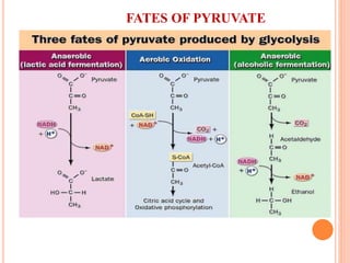 FATES OF PYRUVATE
 