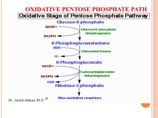 OXIDATIVE PENTOSE PHOSPHATE PATH
 