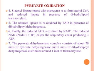 PYRUVATE OXIDATION
 4. S-acetyl lipoate reacts with coenzyme A to form acetyl-CoA
and reduced lipoate in presence of di-hydrolipoyl
transacetylase.
 5. The reduced lipoate is re-oxidized by FAD in presence of
dihydrolipoyl dehydrogenase.
 6. Finally, the reduced FAD is oxidized by NAD+. The reduced
NAD (NADH + H+) enters the respiratory chain producing 3
ATP.
 7. The pyruvate dehydrogenase complex consists of about 29
mols of pyruvate dehydrogenase and 8 mols of dihydorlipoyl
dehydrogenase distributed around 1 mol of transacetylase.
 