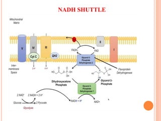 NADH SHUTTLE
 