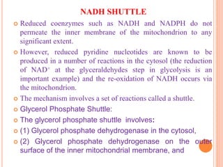 NADH SHUTTLE
 Reduced coenzymes such as NADH and NADPH do not
permeate the inner membrane of the mitochondrion to any
significant extent.
 However, reduced pyridine nucleotides are known to be
produced in a number of reactions in the cytosol (the reduction
of NAD+ at the glyceraldehydes step in glycolysis is an
important example) and the re-oxidation of NADH occurs via
the mitochondrion.
 The mechanism involves a set of reactions called a shuttle.
 Glycerol Phosphate Shuttle:
 The glycerol phosphate shuttle involves:
 (1) Glycerol phosphate dehydrogenase in the cytosol,
 (2) Glycerol phosphate dehydrogenase on the outer
surface of the inner mitochondrial membrane, and
 