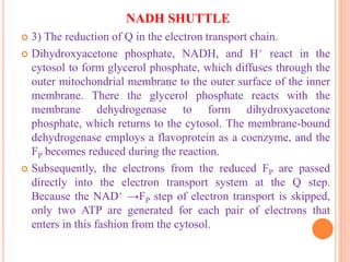NADH SHUTTLE
 3) The reduction of Q in the electron transport chain.
 Dihydroxyacetone phosphate, NADH, and H+ react in the
cytosol to form glycerol phosphate, which diffuses through the
outer mitochondrial membrane to the outer surface of the inner
membrane. There the glycerol phosphate reacts with the
membrane dehydrogenase to form dihydroxyacetone
phosphate, which returns to the cytosol. The membrane-bound
dehydrogenase employs a flavoprotein as a coenzyme, and the
FP becomes reduced during the reaction.
 Subsequently, the electrons from the reduced FP are passed
directly into the electron transport system at the Q step.
Because the NAD+ →FP step of electron transport is skipped,
only two ATP are generated for each pair of electrons that
enters in this fashion from the cytosol.
 