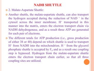 NADH SHUTTLE
 2. Malate-Aspartate Shuttle:
 Another shuttle, the malate-aspartate shuttle, can also transport
the hydrogen accepted during the reduction of NAD + in the
cytosol across the inner membrane. H+ transported in this
manner into the matrix, enters the electron transport chain via
NADH dehydrogenase, and as a result three ATP are generated
for each pair of electrons.
 The different totals for ATP production (i.e., gross production
of either 38 or 40) depend on which shuttle is used to transport
H+ from NADH into the mitochondrion. H + from the glycerol
phosphate shuttle is accepted by FP and as a result one coupling
step is bypassed. Hydrogen from the malate-aspartate shuttle
enters the electron transport chain earlier, so that all three
coupling sites are utilized.
 