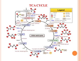 TCA CYCLE
 