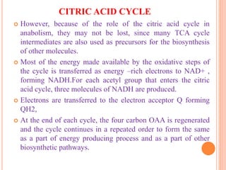 CITRIC ACID CYCLE
 However, because of the role of the citric acid cycle in
anabolism, they may not be lost, since many TCA cycle
intermediates are also used as precursors for the biosynthesis
of other molecules.
 Most of the energy made available by the oxidative steps of
the cycle is transferred as energy –rich electrons to NAD+ ,
forming NADH.For each acetyl group that enters the citric
acid cycle, three molecules of NADH are produced.
 Electrons are transferred to the electron acceptor Q forming
QH2,
 At the end of each cycle, the four carbon OAA is regenerated
and the cycle continues in a repeated order to form the same
as a part of energy producing process and as a part of other
biosynthetic pathways.
 