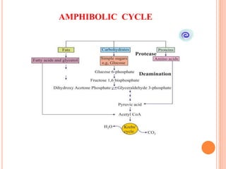 AMPHIBOLIC CYCLE
 