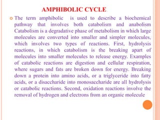 AMPHIBOLIC CYCLE
 The term amphibolic is used to describe a biochemical
pathway that involves both catabolism and anabolism
Catabolism is a degradative phase of metabolism in which large
molecules are converted into smaller and simpler molecules,
which involves two types of reactions. First, hydrolysis
reactions, in which catabolism is the breaking apart of
molecules into smaller molecules to release energy. Examples
of catabolic reactions are digestion and cellular respiration,
where sugars and fats are broken down for energy. Breaking
down a protein into amino acids, or a triglyceride into fatty
acids, or a disaccharide into monosaccharide are all hydrolysis
or catabolic reactions. Second, oxidation reactions involve the
removal of hydrogen and electrons from an organic molecule
 
