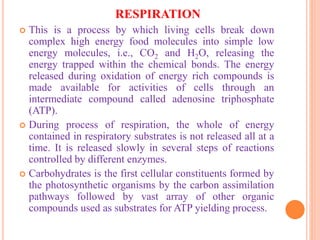 RESPIRATION
 This is a process by which living cells break down
complex high energy food molecules into simple low
energy molecules, i.e., CO2 and H2O, releasing the
energy trapped within the chemical bonds. The energy
released during oxidation of energy rich compounds is
made available for activities of cells through an
intermediate compound called adenosine triphosphate
(ATP).
 During process of respiration, the whole of energy
contained in respiratory substrates is not released all at a
time. It is released slowly in several steps of reactions
controlled by different enzymes.
 Carbohydrates is the first cellular constituents formed by
the photosynthetic organisms by the carbon assimilation
pathways followed by vast array of other organic
compounds used as substrates for ATP yielding process.
 