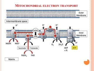 MITOCHONDRIAL ELECTRON TRANSPORT
 