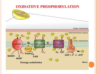 OXIDATIIVE PHOSPHORYLATION
 